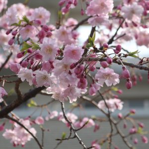 桜が満開です。
